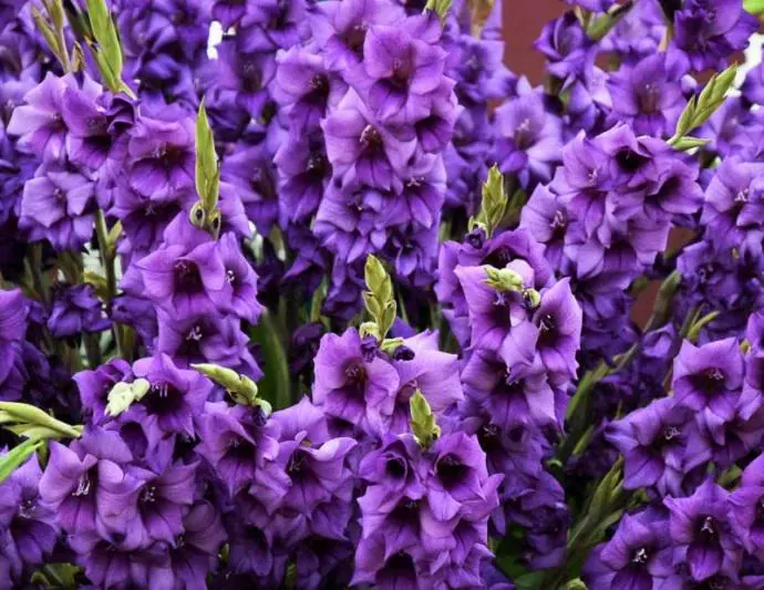 Purple Flora Gladiolus (Gladiolus hortulanus)