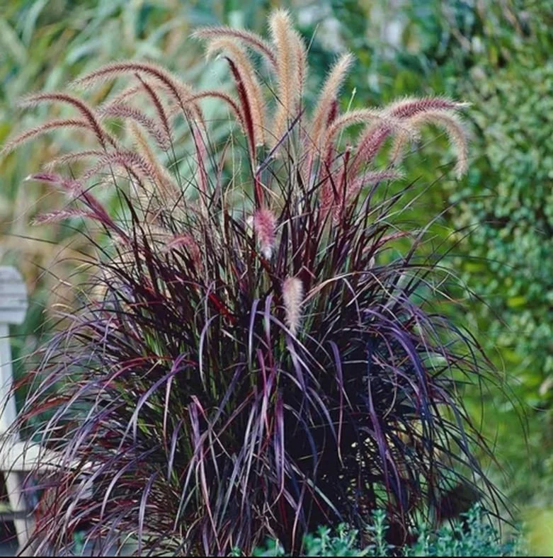 Purple Fountain Grass (Pennisetum setaceum ‘Rubrum’)