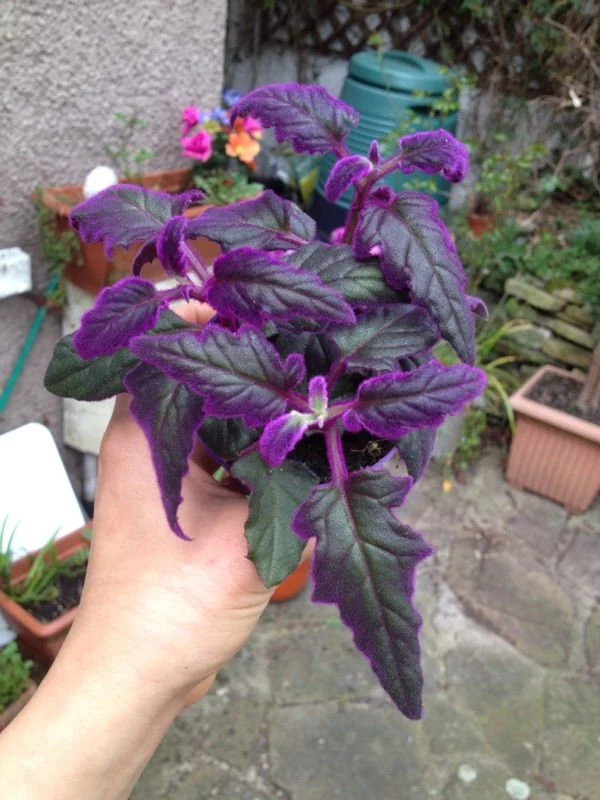 Purple Gynura aurantiaca (Purple Passion Velvet) Care Guide