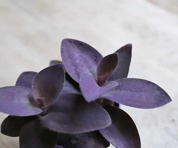 Purple Heart Tradescantia (Tradescantia pallida)