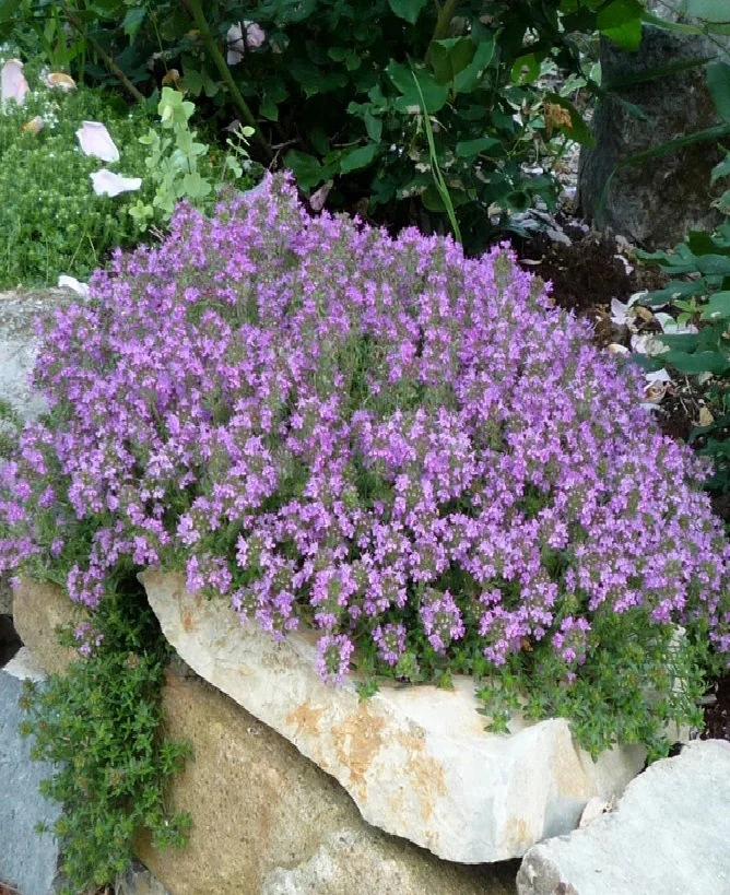 Purple Magic Carpet