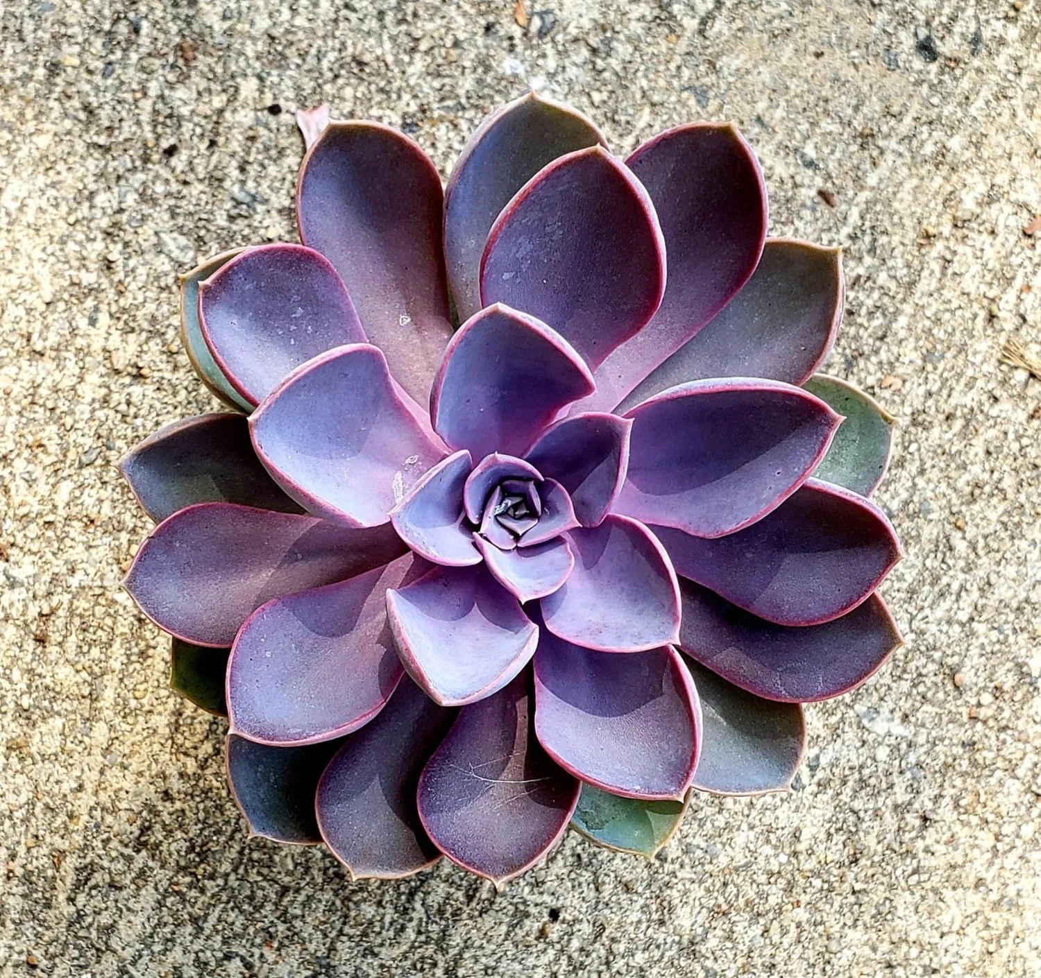Purple Pearl Echeveria (Echeveria ‘Purple Pearl’)