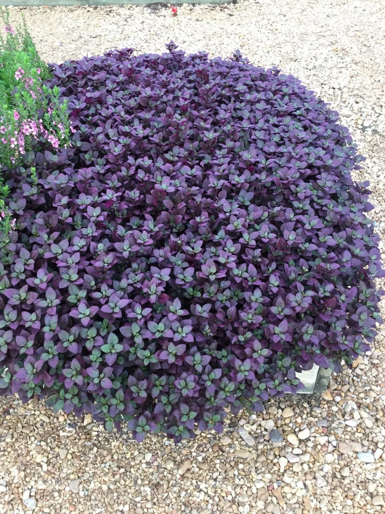 Purple Prince Alternanthera (Alternanthera dentata ‘Purple Prince’)