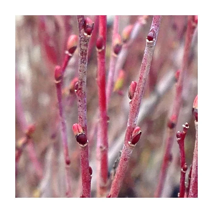 Purple Pussy Willow (Salix discolor) Care Guide