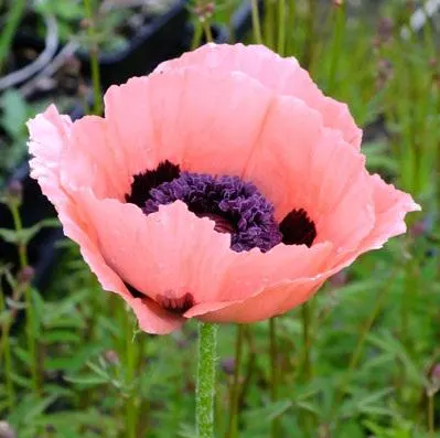 Queen Alexandra Poppy (Papaver somniferum ‘Queen Alexandra’)