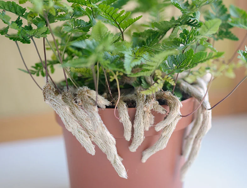 Rabbit’s Foot Fern (Davallia fejeensis)