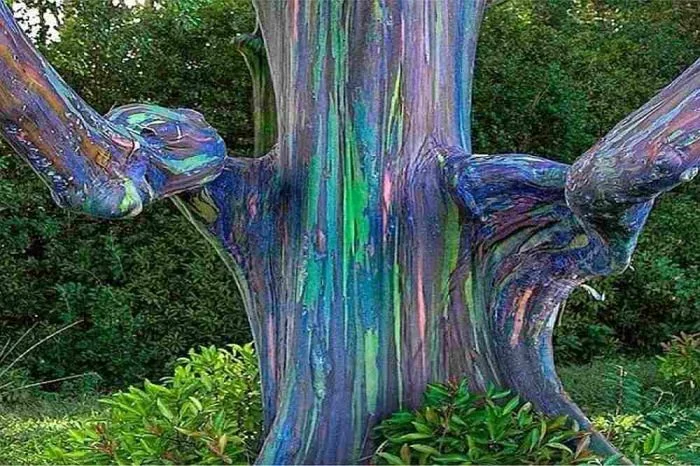 Rainbow Eucalyptus (Eucalyptus deglupta)