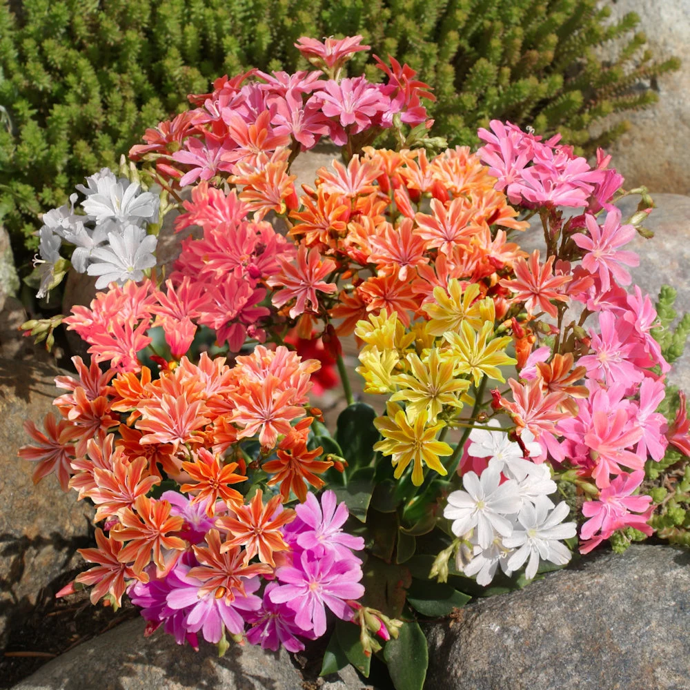 Rainbow Mix Lewisia Care Guide