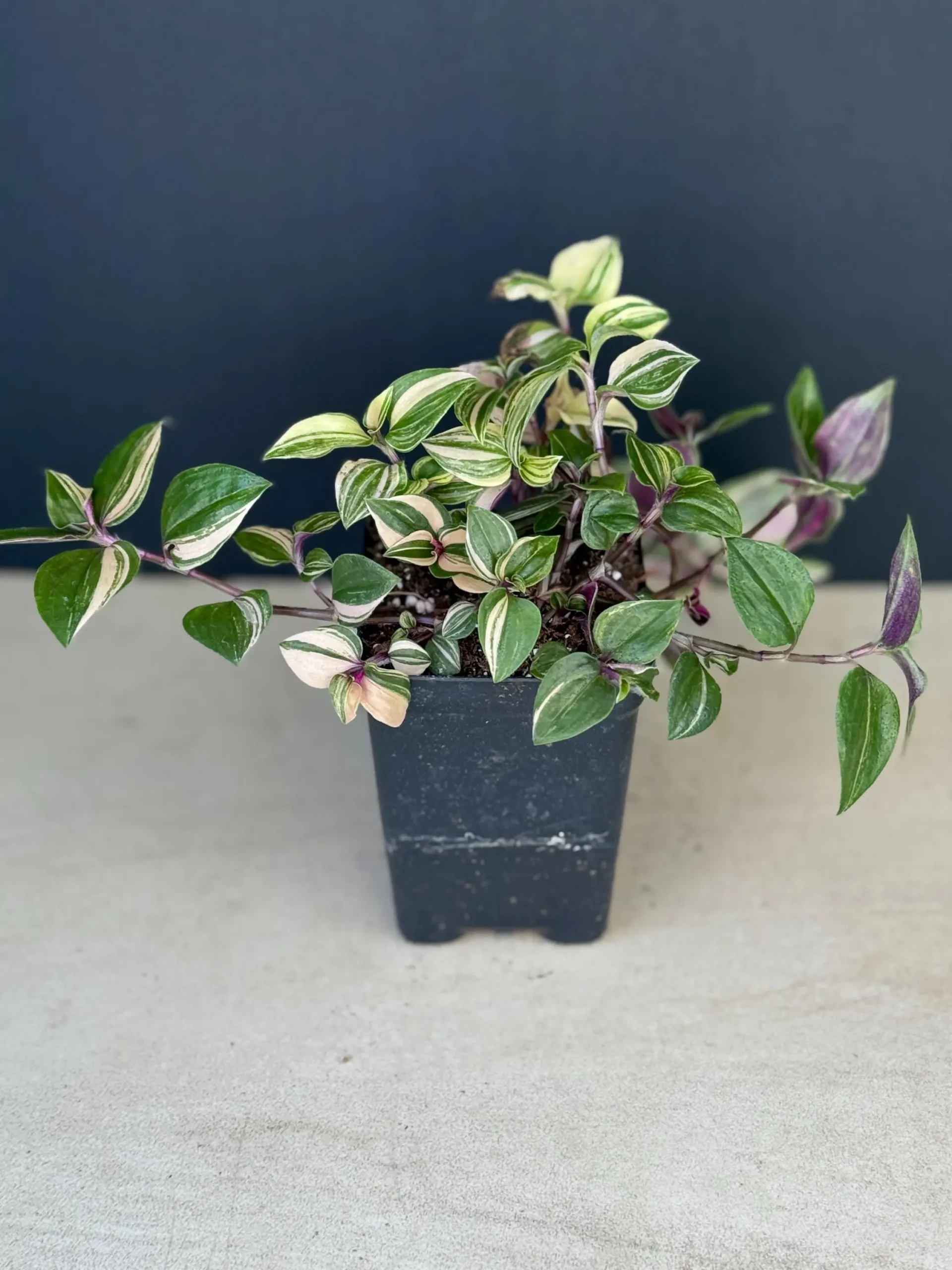Rainbow Fluminensis Tradescantia Care Guide
