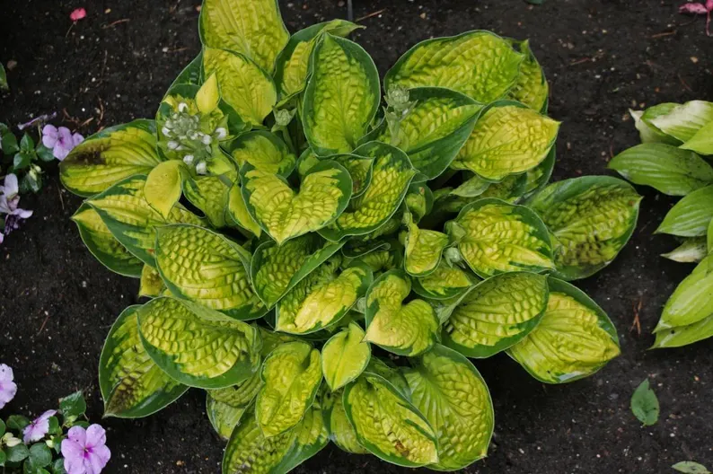 Rainforest Sunrise Hosta Care Guide