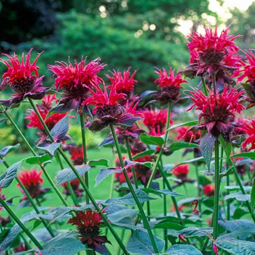 Raspberry Wine Bee Balm (Monarda didyma)