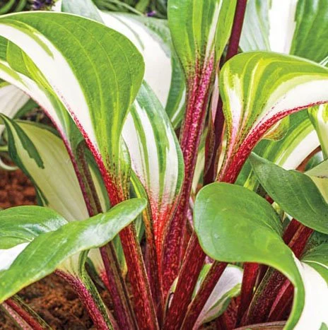 Raspberry Sundae Hosta
