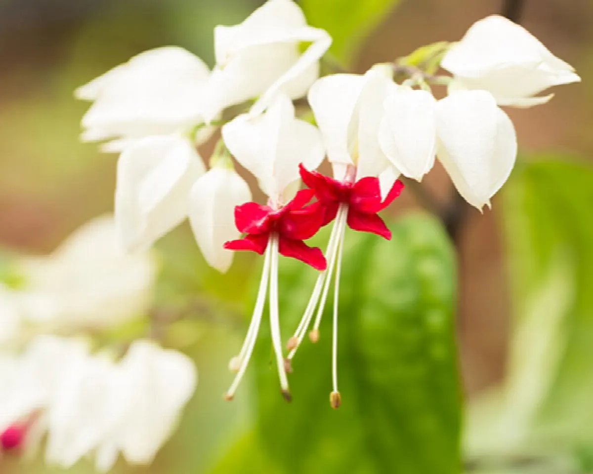 Red and white columbine (Aquilegia)