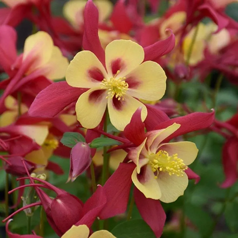 Red and Yellow Columbine (Aquilegia canadensis) Care Guide