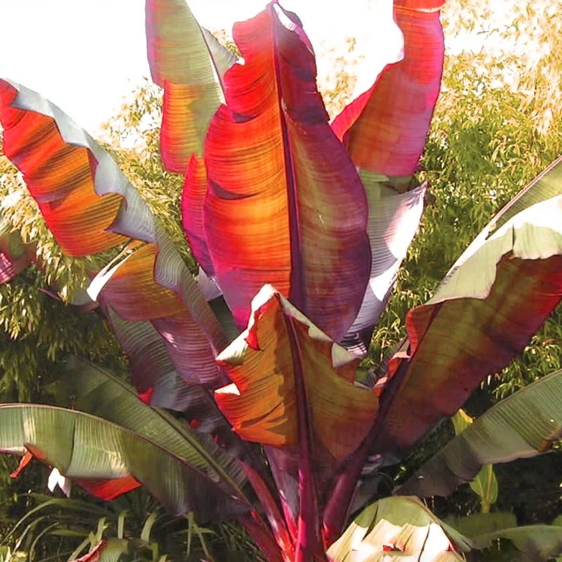 Red Banana Tree (Ensete ventricosum ‘Maurelii’) Care Guide