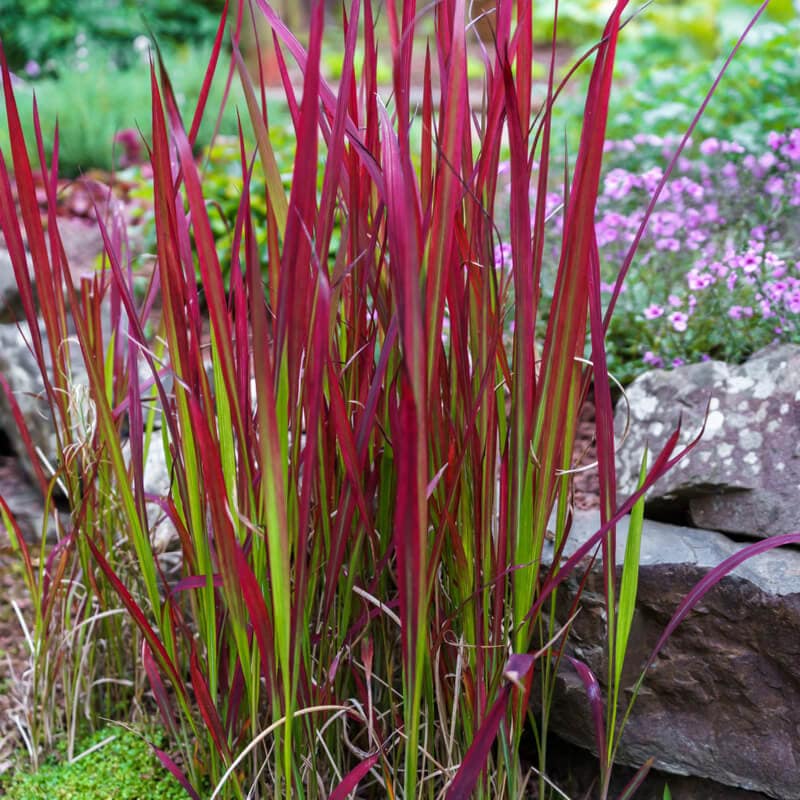 Red Baron Grass (Imperata cylindrica ‘Rubra’) Care Guide