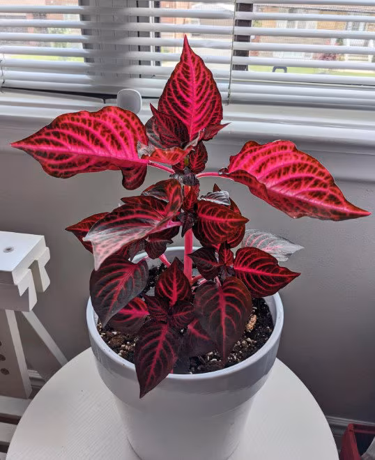 Red Bloodleaf (Iresine herbstii) Care Guide