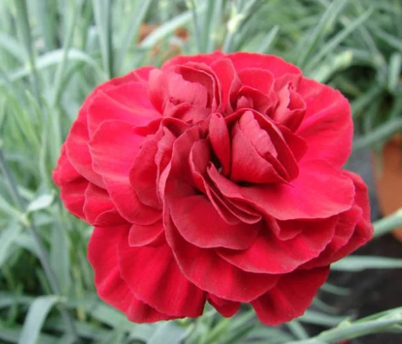 Red Carnation (Dianthus caryophyllus) Care Guide