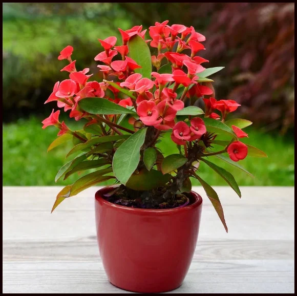 Red Crown of Thorns (Euphorbia milii) Care Guide