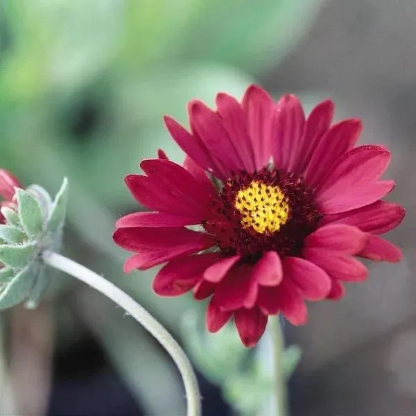 Red/Burgundy Gaillardia (Gaillardia pulchella) Care Guide