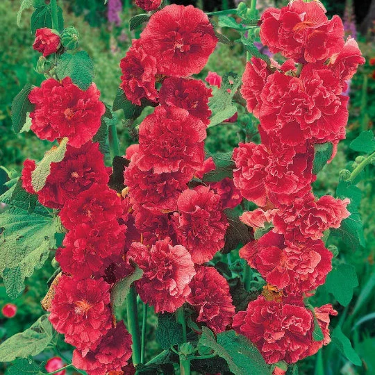 Red Hollyhock Care Guide: A Comprehensive Guide for Growing and Maintaining Healthy Red Hollyhocks
