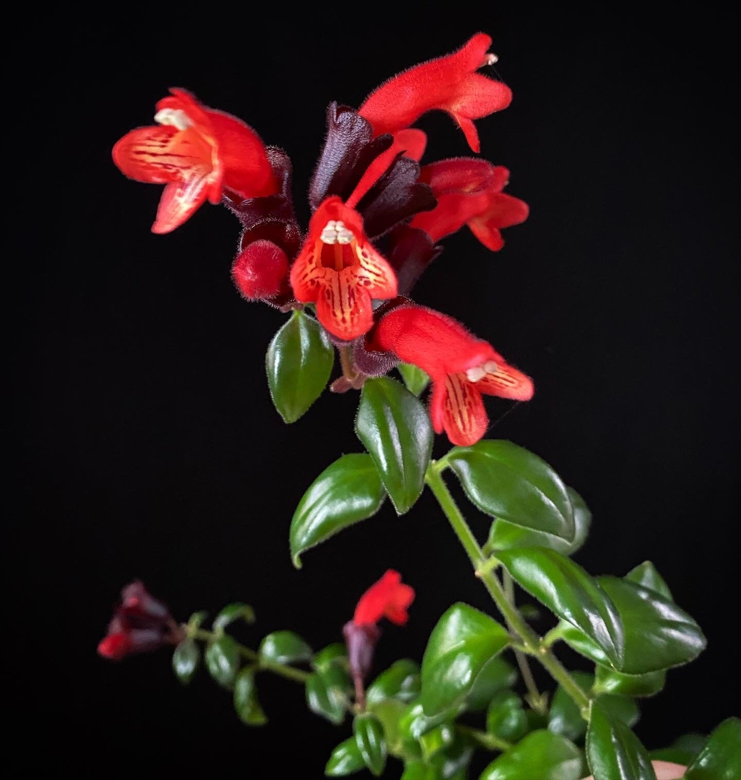 Red Lipstick Plant (Aeschynanthus radicans)