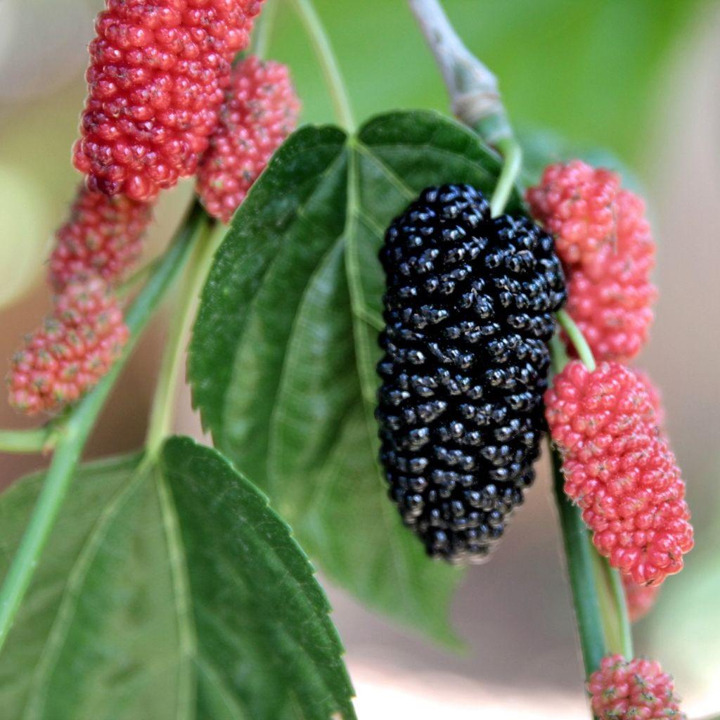 Red Mulberry Tree Care Guide
