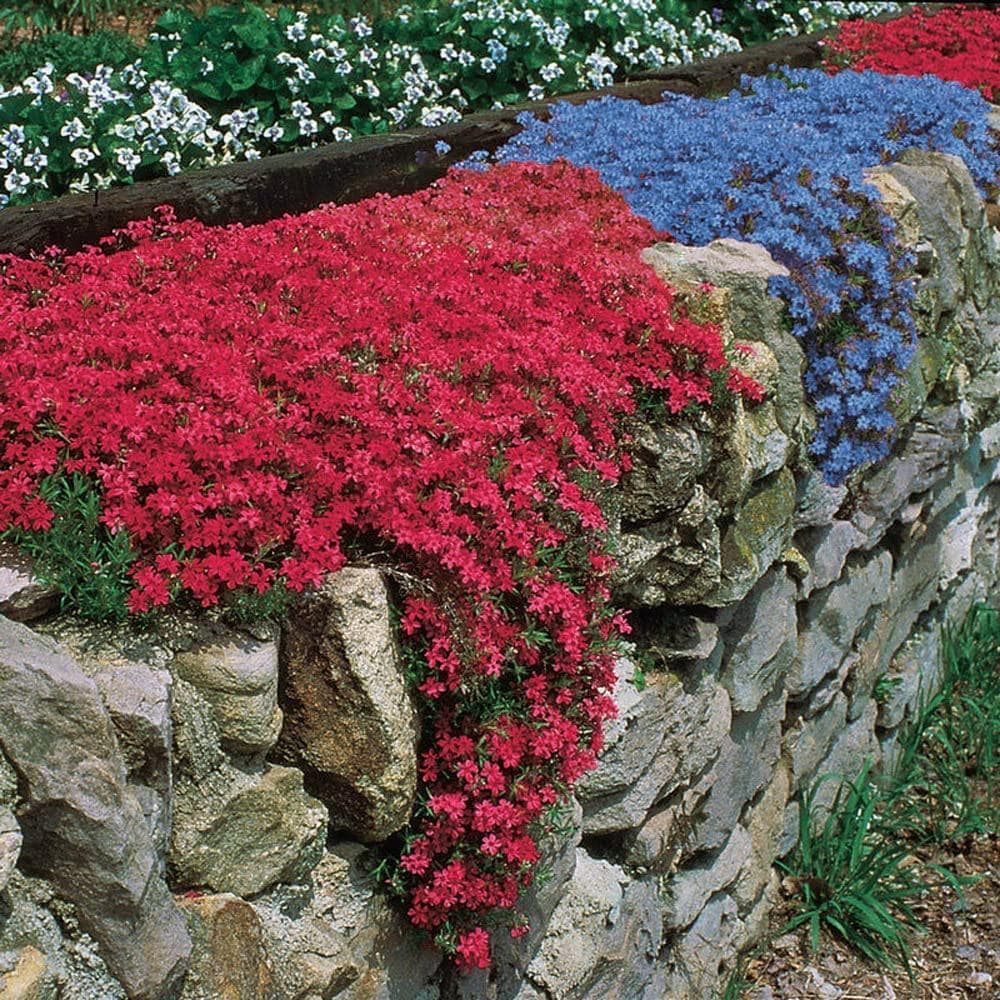 Red Rock Cress: A Comprehensive Guide