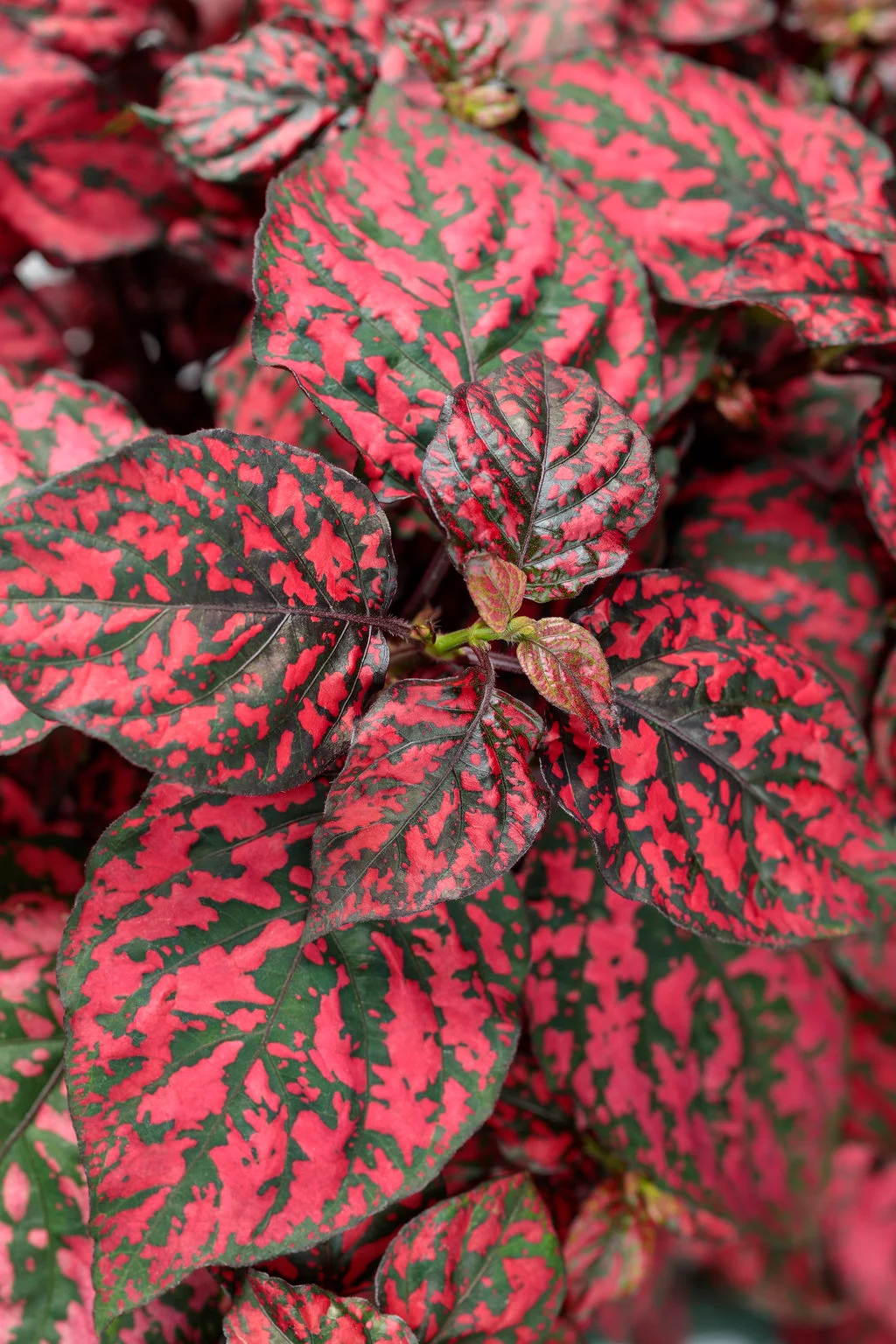 Red Polka Dot Splash Plant: Care Guide and Overview