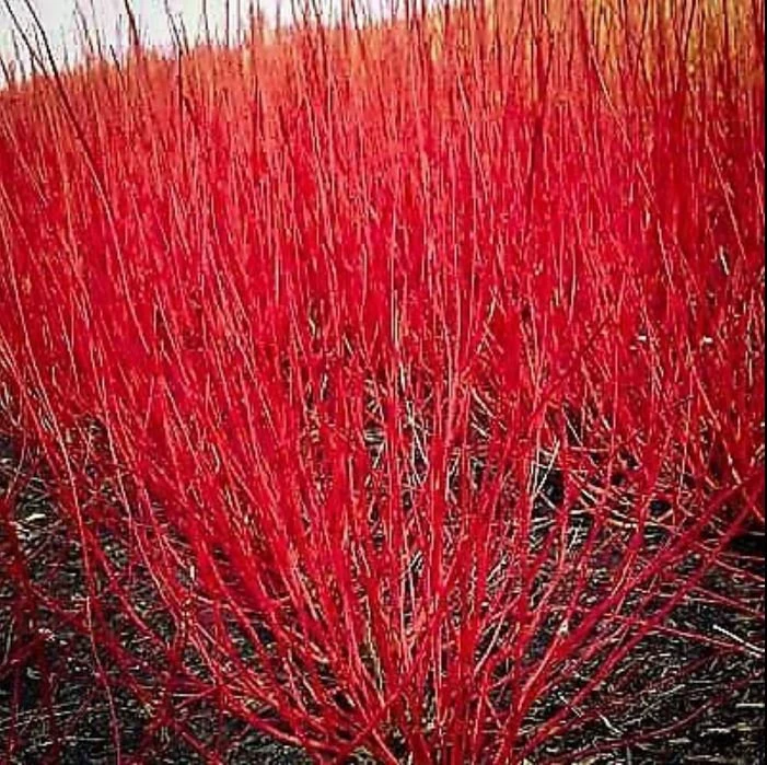 Red Twig Dogwood (Cornus sericea): A Complete Care Guide
