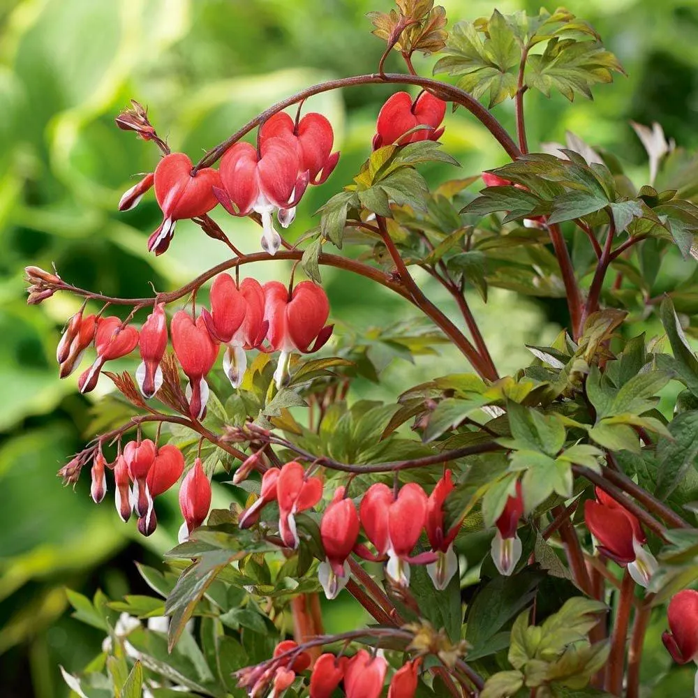 Red Valentine Bleeding Heart Care Guide