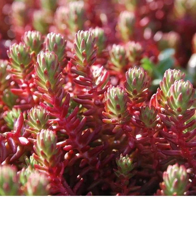 Red Wiggle Sedum Care Guide