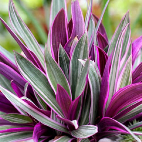Rheo Tradescantia Care Guide