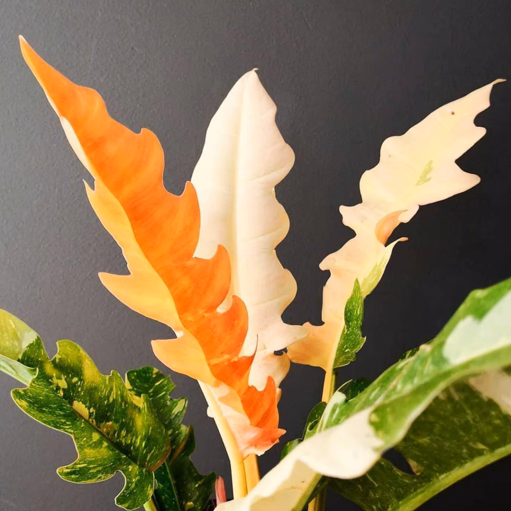 Ring of Fire Philodendron Care Guide