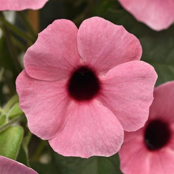 Rose Black-Eyed Susan Care Guide