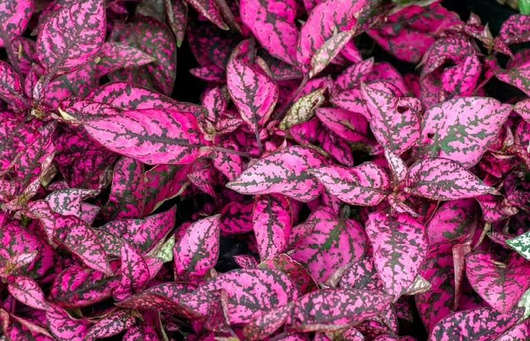 Rose Splash Polka Dot Plant Care Guide