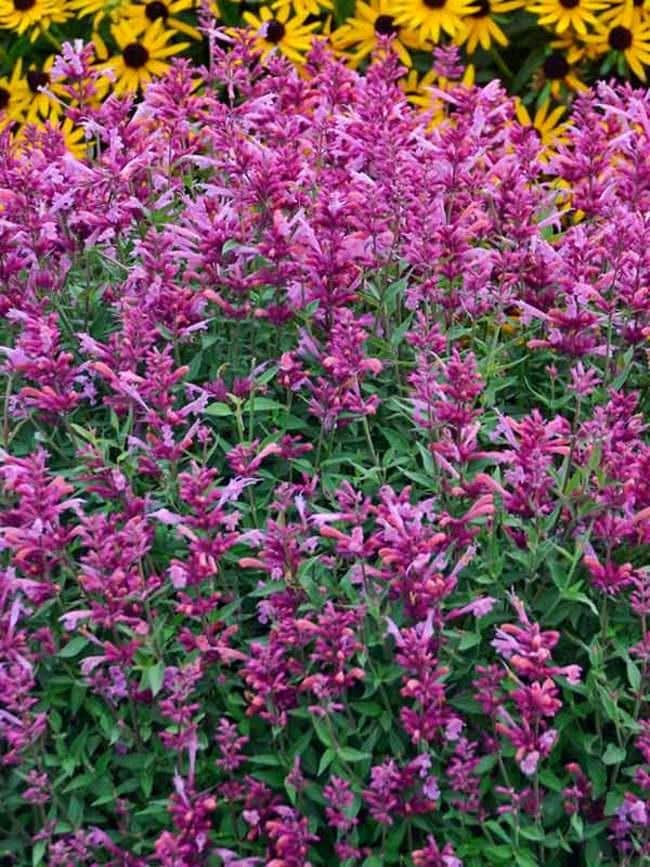 Rosie Posie Agastache Care Guide