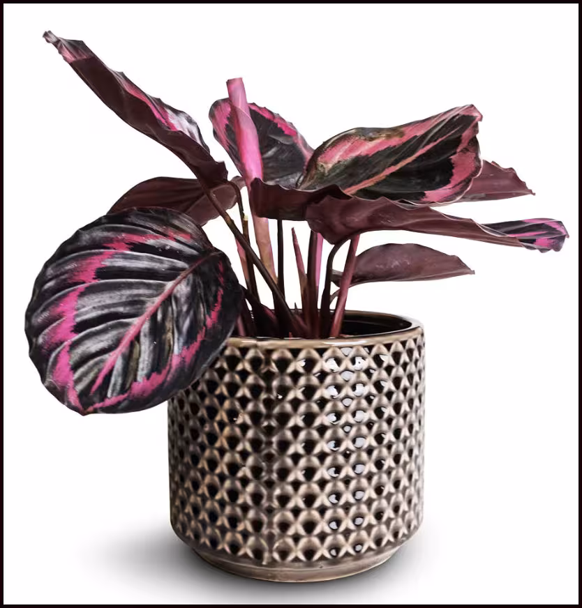 Rosy Calathea Care Guide