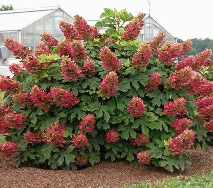 Ruby Slippers Hydrangea (Hydrangea paniculata ‘Ruby Slippers’)
