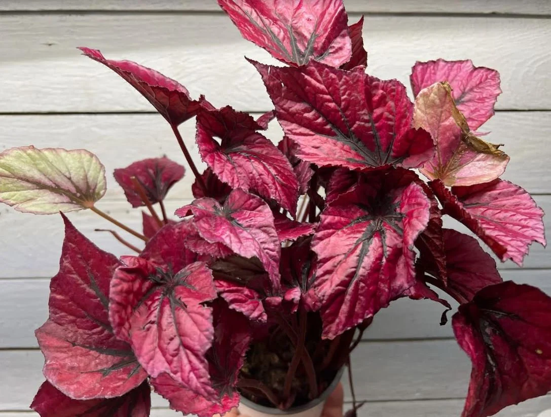 Ruby Slippers Rex Begonia