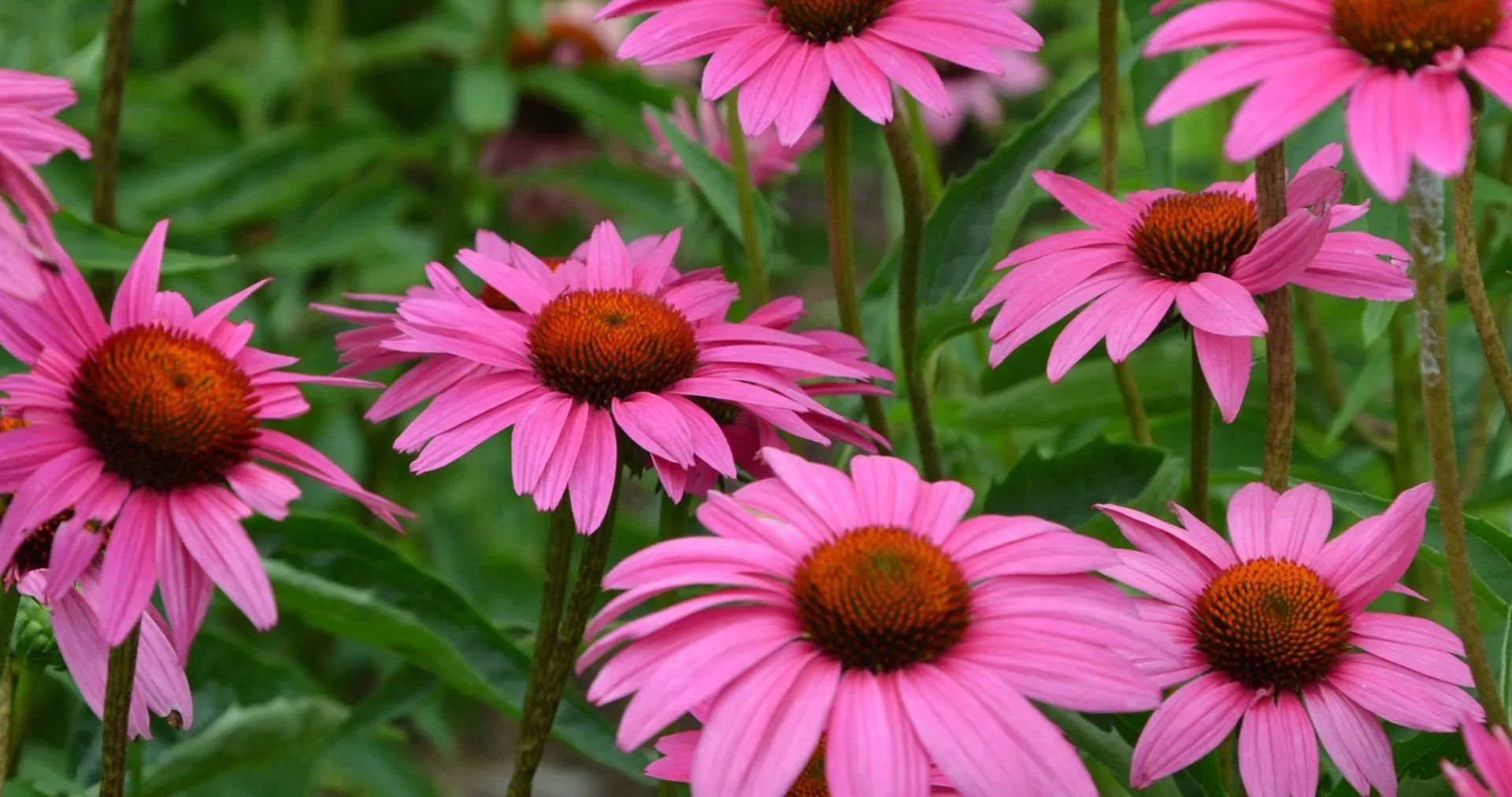 Ruby Star Echinacea (Echinacea purpurea)