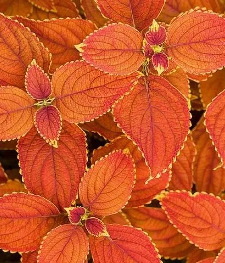Rustic Orange Coleus