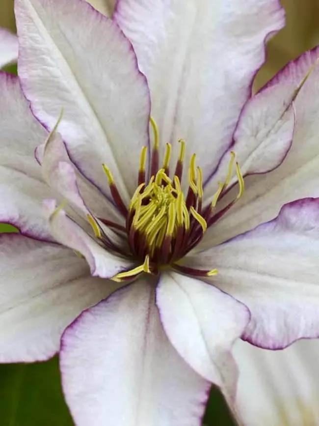 Samaritan ‘BO’ Clematis (Clematis x hybrid ‘Samaritan BO’)