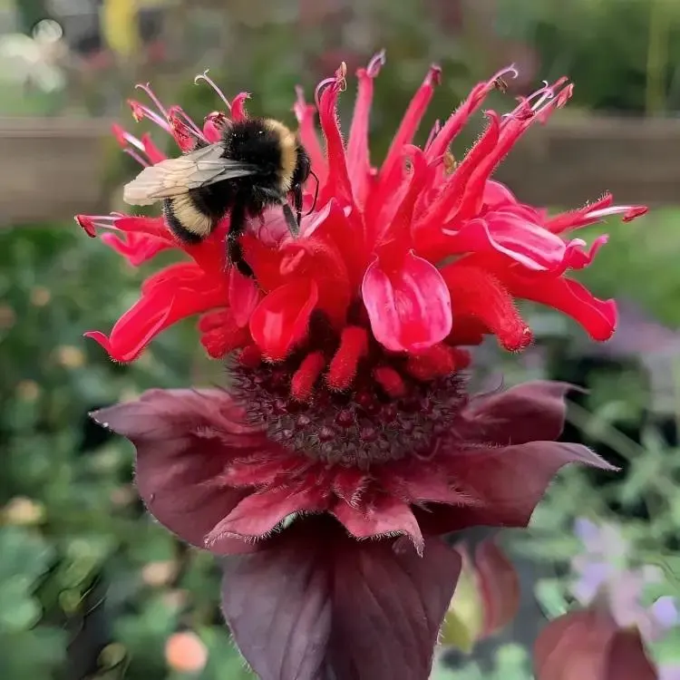 Scarlet Bee Happy Balm (Monarda didyma)