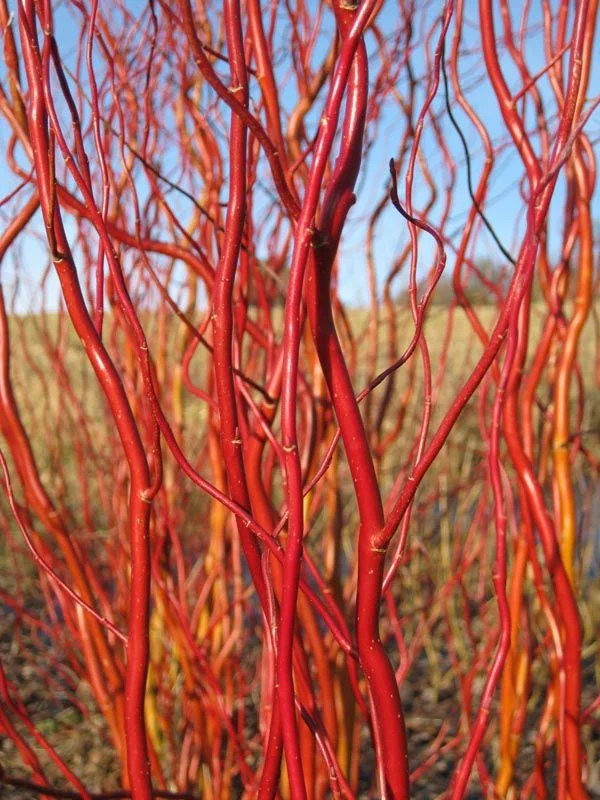 Scarlet Curls Willow (Salix matsudana ‘Scarlet Curls’)