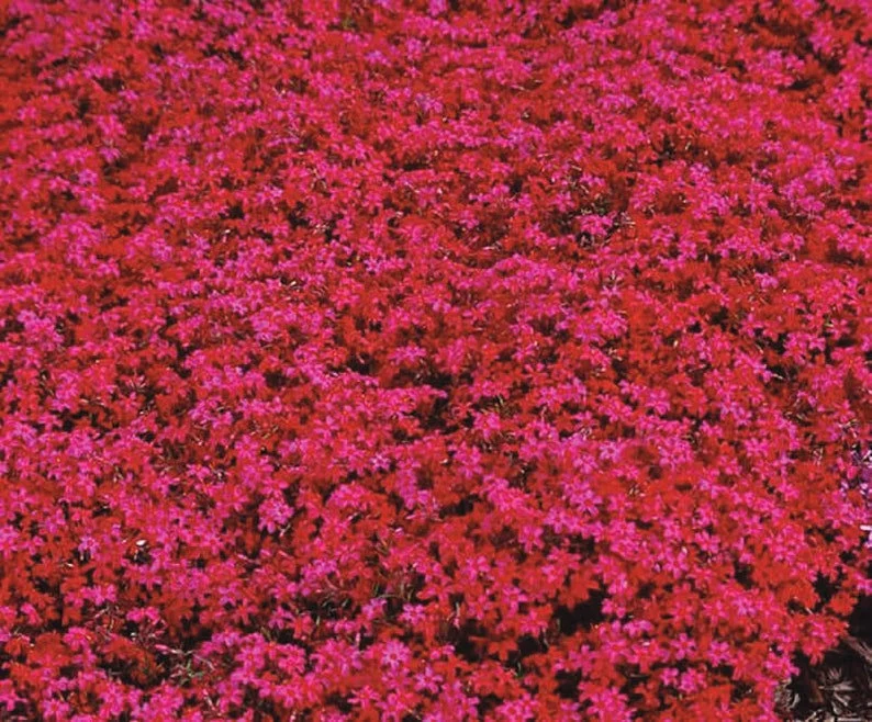 Scarlet Flame Phlox (Phlox subulata ‘Scarlet Flame’)