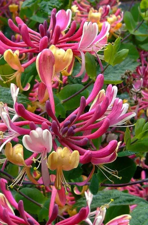 Serotina Honeysuckle Care Guide