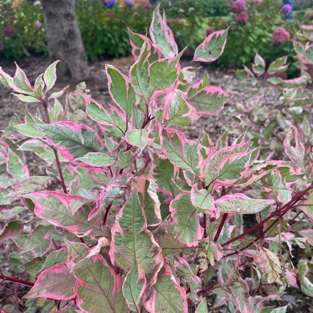 Sgt. Pepper Dogwood Tree Care Guide