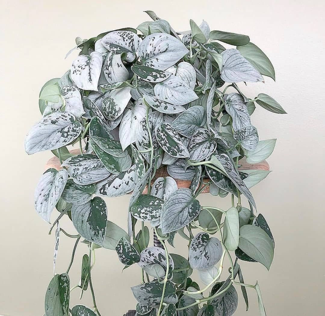Silver Exotica Pothos