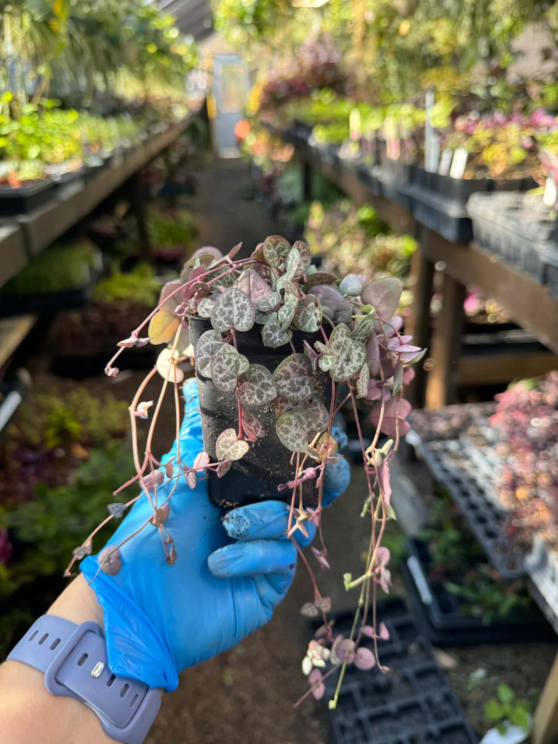 Silver String of Hearts (Ceropegia woodii var. variegata)